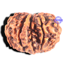 Load image into Gallery viewer, 10 Mukhi Nepalese Ganesha Rudraksha - Bead No. 62