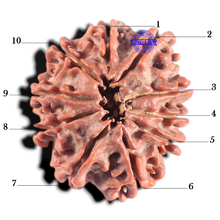 Load image into Gallery viewer, 10 Mukhi Nepalese Rudraksha - Bead No. 68