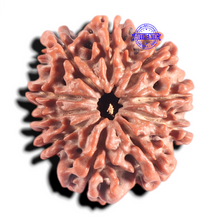 Load image into Gallery viewer, 10 Mukhi Nepalese Rudraksha - Bead No. 68