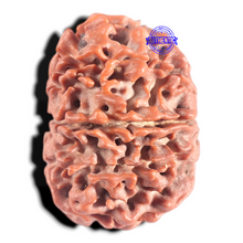 Load image into Gallery viewer, 10 Mukhi Nepalese Rudraksha - Bead No. 68
