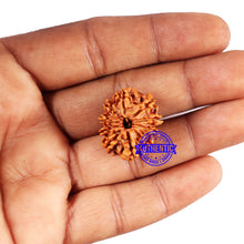 Load image into Gallery viewer, 10 Mukhi Nepalese Rudraksha - Bead No. 416