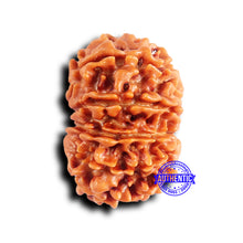 Load image into Gallery viewer, 10 Mukhi Nepalese Rudraksha - Bead No. 416