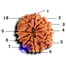 Load image into Gallery viewer, 10 Mukhi Nepalese Rudraksha - Bead No. 417
