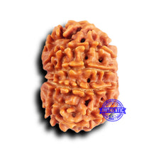 Load image into Gallery viewer, 10 Mukhi Nepalese Rudraksha - Bead No. 417