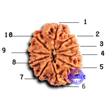 Load image into Gallery viewer, 10 Mukhi Nepalese Rudraksha - Bead No. 418