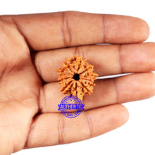 Load image into Gallery viewer, 10 Mukhi Nepalese Rudraksha - Bead No. 419