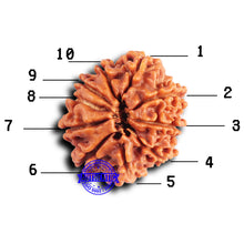Load image into Gallery viewer, 10 Mukhi Nepalese Rudraksha - Bead No. 421