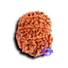 Load image into Gallery viewer, 10 Mukhi Nepalese Rudraksha - Bead No. 421