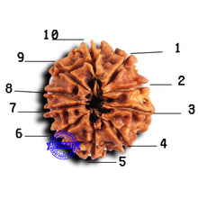 Load image into Gallery viewer, 10 Mukhi Nepalese Rudraksha - Bead No. 422