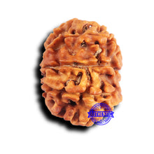 Load image into Gallery viewer, 10 Mukhi Nepalese Rudraksha - Bead No. 422