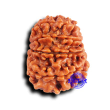 Load image into Gallery viewer, 10 Mukhi Nepalese Rudraksha - Bead No 423