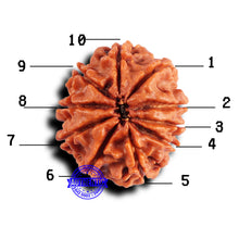 Load image into Gallery viewer, 10 Mukhi Nepalese Rudraksha - Bead No. 425