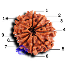 Load image into Gallery viewer, 10 Mukhi Nepalese Rudraksha - Bead No 426