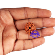Load image into Gallery viewer, 10 Mukhi Nepalese Rudraksha - Bead No 426