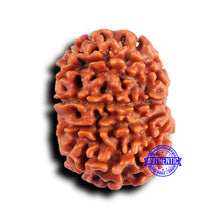 Load image into Gallery viewer, 10 Mukhi Nepalese Rudraksha - Bead No 426