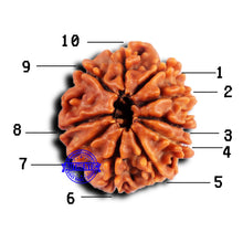 Load image into Gallery viewer, 10 Mukhi Nepalese Rudraksha - Bead No 427