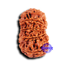 Load image into Gallery viewer, 10 Mukhi Nepalese Rudraksha - Bead No 429