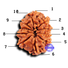 Load image into Gallery viewer, 10 Mukhi Nepalese Rudraksha - Bead No. 430