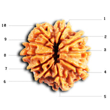 Load image into Gallery viewer, 10 Mukhi Nepalese Rudraksha - Bead No 438