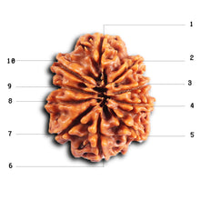 Load image into Gallery viewer, 10 Mukhi Nepalese Rudraksha - Bead No. 437