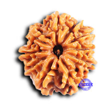 Load image into Gallery viewer, 10 Mukhi Nepalese Rudraksha - Bead No 438