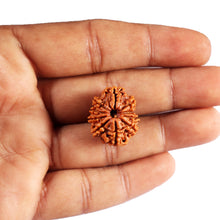 Load image into Gallery viewer, 10 Mukhi Nepalese Rudraksha - Bead No. 437