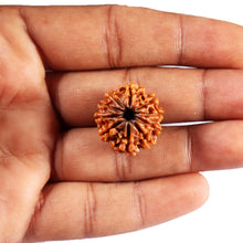 Load image into Gallery viewer, 10 Mukhi Nepalese Rudraksha - Bead No. 436