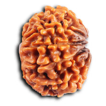 Load image into Gallery viewer, 10 Mukhi Nepalese Rudraksha - Bead No. 436