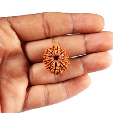 Load image into Gallery viewer, 10 Mukhi Nepalese Rudraksha - Bead No. 434