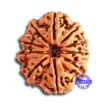 Load image into Gallery viewer, 10 Mukhi Nepalese Rudraksha - Bead No 344