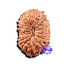 Load image into Gallery viewer, 14 mukhi Indonesian Rudraksha - Bead No. 395