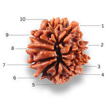 Load image into Gallery viewer, 10 Mukhi Nepalese Rudraksha - Bead No 449