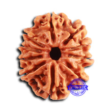 Load image into Gallery viewer, 10 Mukhi Nepalese Rudraksha - Bead No. 406