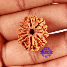 Load image into Gallery viewer, 10 Mukhi Nepalese Rudraksha - Bead No. 406
