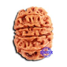 Load image into Gallery viewer, 10 Mukhi Nepalese Rudraksha - Bead No. 406
