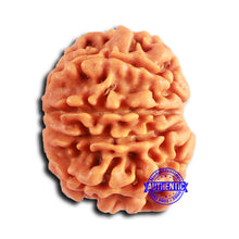 Load image into Gallery viewer, 10 Mukhi Nepalese Rudraksha - Bead No. 407