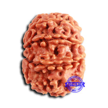 Load image into Gallery viewer, 10 Mukhi Nepalese Rudraksha - Bead No 408