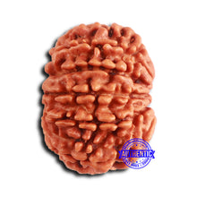 Load image into Gallery viewer, 10 Mukhi Nepalese Rudraksha - Bead No 408