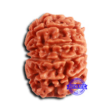 Load image into Gallery viewer, 10 Mukhi Nepalese Rudraksha - Bead No 409