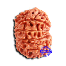 Load image into Gallery viewer, 10 Mukhi Nepalese Rudraksha - Bead No 409