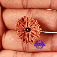 Load image into Gallery viewer, 10 Mukhi Nepalese Rudraksha - Bead No 410