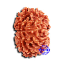 Load image into Gallery viewer, 10 Mukhi Nepalese Rudraksha - Bead No 410