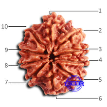 Load image into Gallery viewer, 10 Mukhi Nepalese Rudraksha - Bead No 411