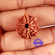 Load image into Gallery viewer, 10 Mukhi Nepalese Rudraksha - Bead No 411