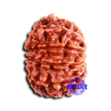Load image into Gallery viewer, 10 Mukhi Nepalese Rudraksha - Bead No 411
