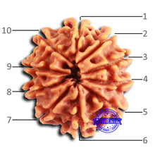 Load image into Gallery viewer, 10 Mukhi Nepalese Rudraksha - Bead No 413
