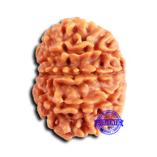 Load image into Gallery viewer, 10 Mukhi Nepalese Rudraksha - Bead No 413