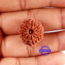Load image into Gallery viewer, 10 Mukhi Nepalese Rudraksha - Bead No 414