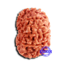 Load image into Gallery viewer, 10 Mukhi Nepalese Rudraksha - Bead No 414