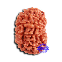 Load image into Gallery viewer, 10 Mukhi Nepalese Rudraksha - Bead No 414